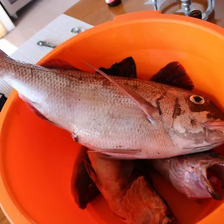 A Casa Do Jesus Al Apartamento Lomba (Flores)