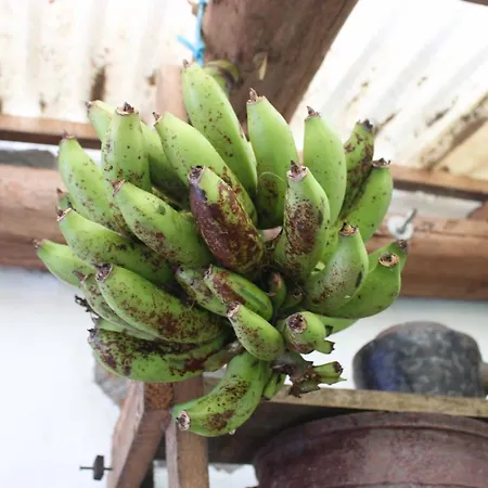 A Casa Do Jesus Al アパート *