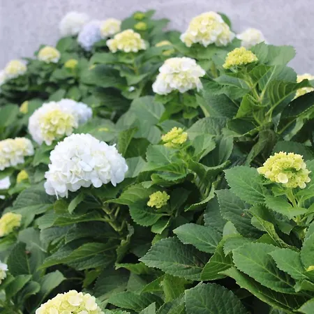 Apartamento A Casa Do Jesus Al