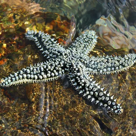 A Casa Do Jesus Al * Lomba (Flores)