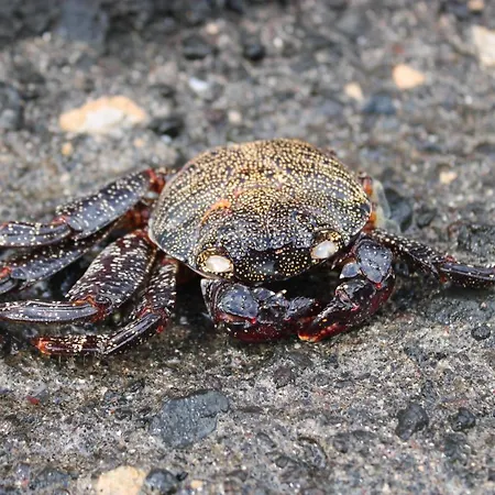 アパート A Casa Do Jesus Al *