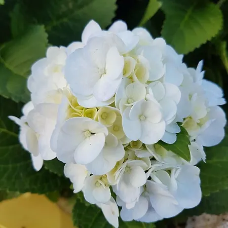 A Casa Do Jesus Al Lomba (Flores)