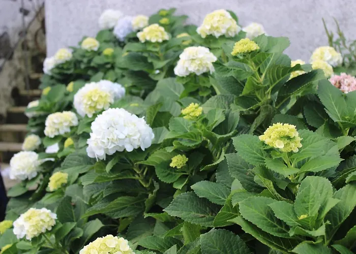 דירה A Casa Do Jesus Al