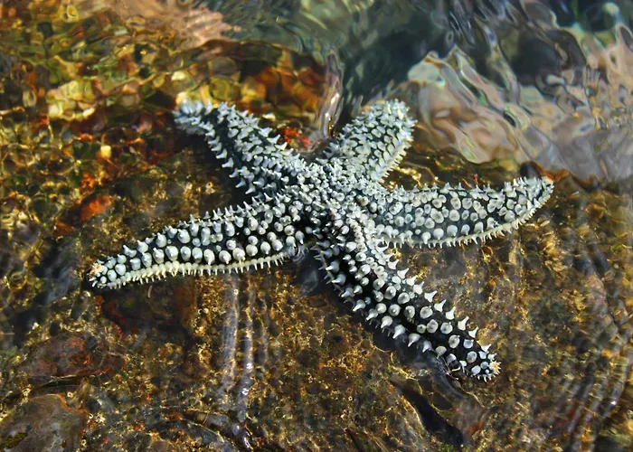A Casa Do Jesus Al * Lomba (Flores)