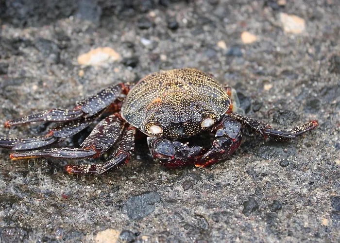 דירה A Casa Do Jesus Al *