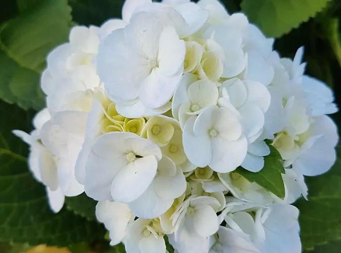 A Casa Do Jesus Al Lomba (Flores)